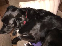 Curra pelo unmundoparacurra