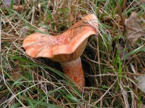 Lactarius_deliciosus