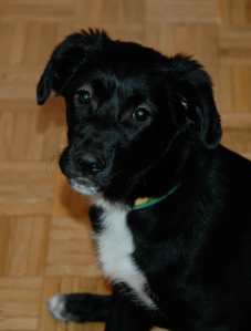 Curra-collar-amarillo