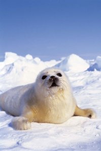 FOCA unmundoparacurra