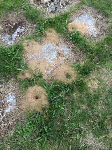 Hormigueros-unmundoparacurr