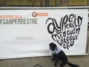 Curra en la San Perrestre